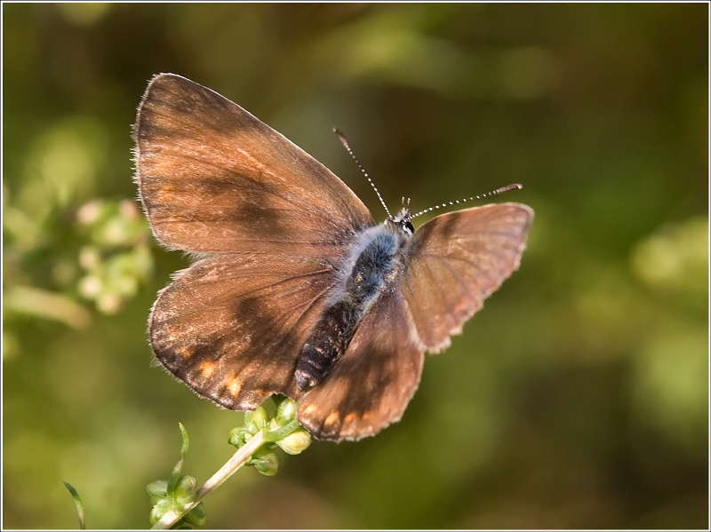 Sooty Copper (Lycaena tityrus) - upperside