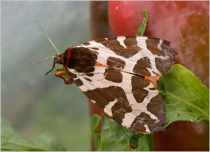 great tiger moth (Arctia caja)