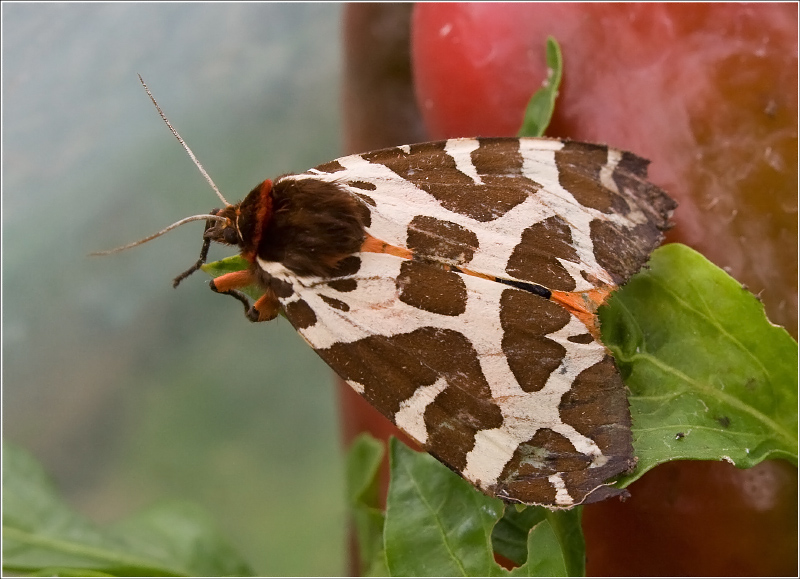 great tiger moth (Arctia caja)