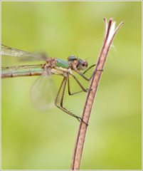 Emerald Damselfly (Lestes sponsa)