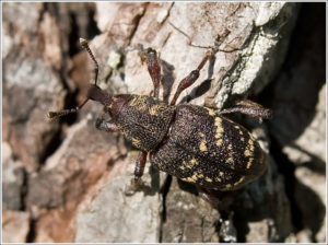 Spruce Pine Weevil (Hylobius pinastri)