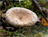 Woolly milkcap (Lactarius torminosus)