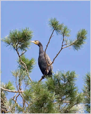 Great Cormorant (Phalacrocorax carbo)