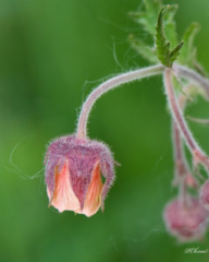 Water avens (Geum rivale)