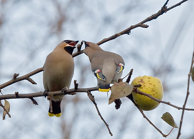 pair of waxwings