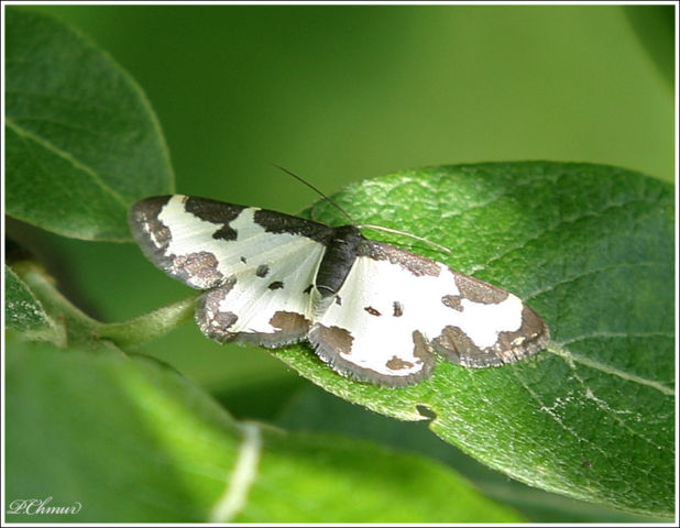 Clouded Border (Lomaspilis marginata)