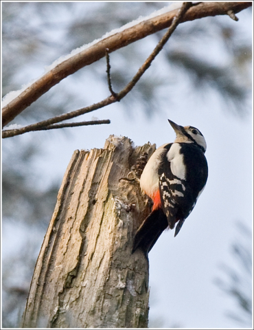 Great spotted woodpecker