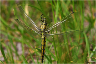 Black-tailed skimmer (Orthetrum cancellatum)