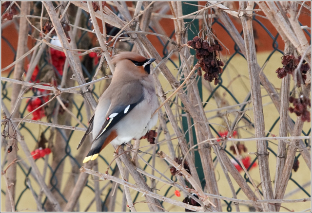 Waxwing