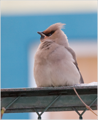 Waxwing