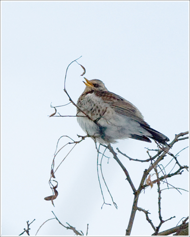 Turdus pilaris