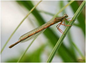 Emerald Damselfly  (Lestes sponsa) - female