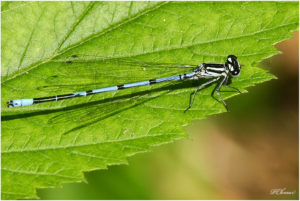 Emerald Damselfly  (Lestes sponsa) - mal