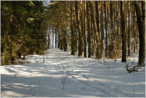 skiing traces	