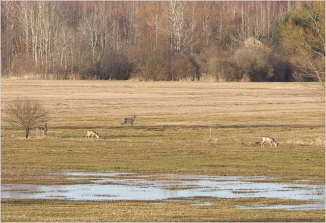 roe deers