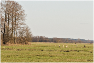 roe deers