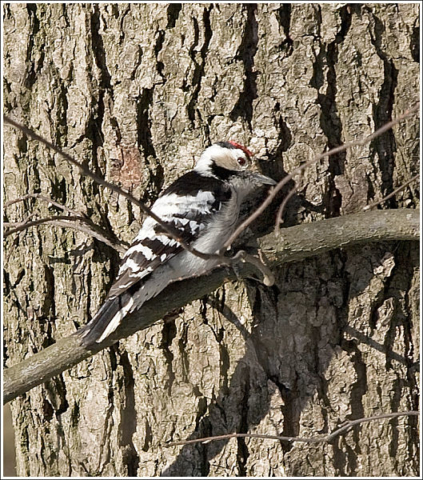 Lesser Spotted Woodpecker (Dendrocopos minor)- male