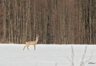 roe deer male