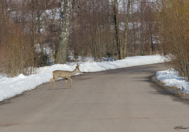 roe deer