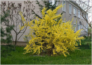 Forsythia suspensa