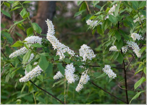 Bird Cherry or Hackberry (Prunus padus)