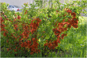 Japanese quince (Chaenomeles)