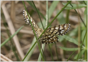 Latticed Heath (Chiasmia clathrata)