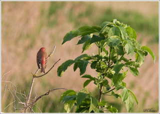 Common Rosefinch (Carpodacus erythrinus)