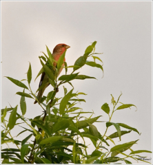 Common Rosefinch (Carpodacus erythrinus)