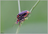 Cantharis fusca - matings