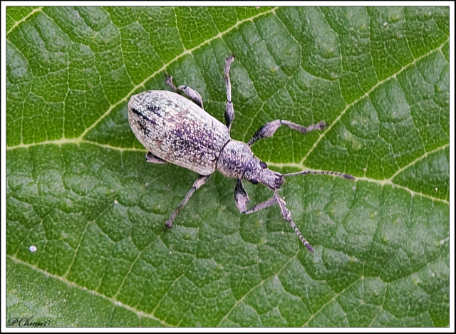 Nettle Weevil (Phyllobius pomaceus)