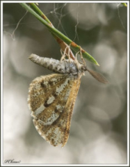 Bordered White (Bupalus piniaria)