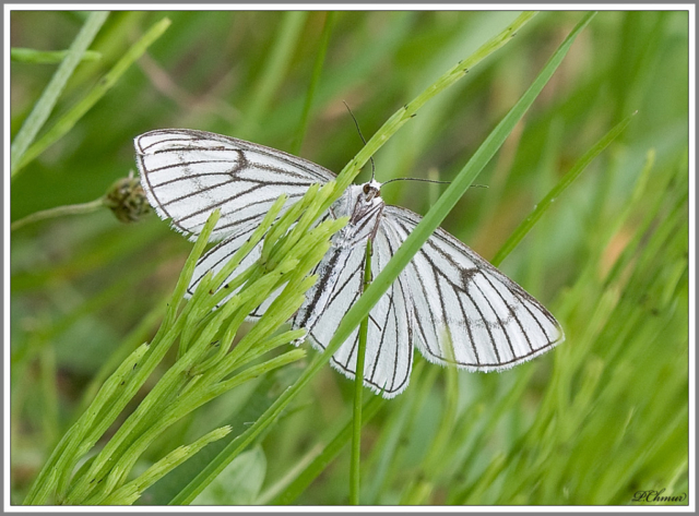 Black-veined Moth (Siona lineata)