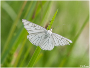 Black-veined Moth (Siona lineata)