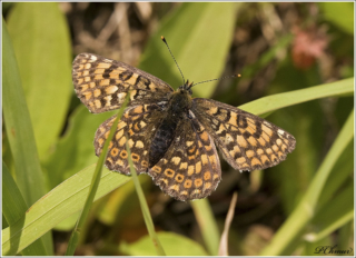 Glanville Fritillary (Melitaea cinxia)