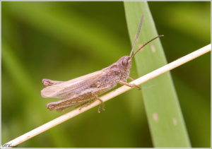 Bow-winged grasshopper (Chorthippus biguttulus)