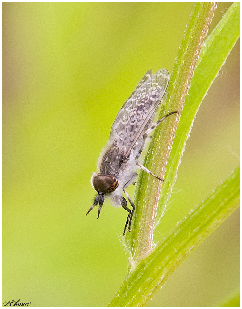 Common Horse Fly ( Haematopota pluvialis)