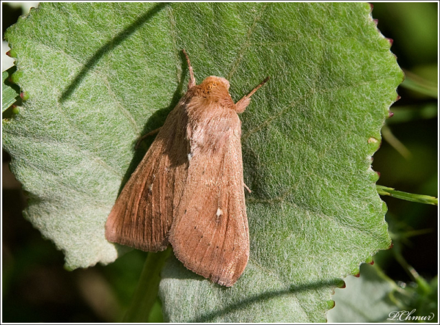 Mythimna (Sablia) sicula