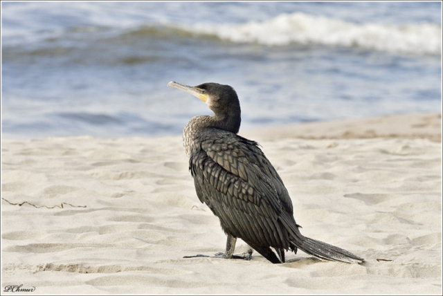 Great Cormorant (Phalacrocorax carbo)