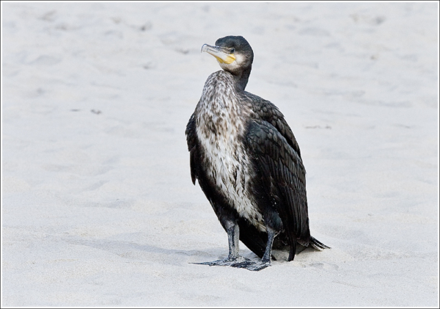 Great Cormorant