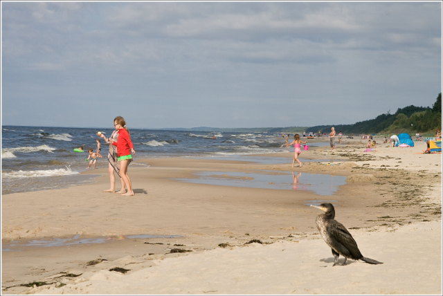 Great Cormorant on the beach