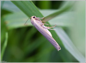  Calamotropha paludella