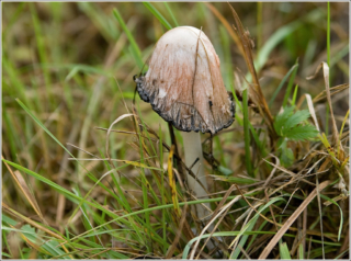 Shaggy Ink Cap(Coprinus_Comatus)