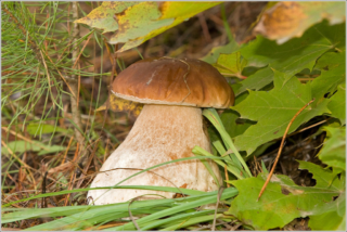 Penny Bun (Boletus edulis)-giant example(0.5kg)