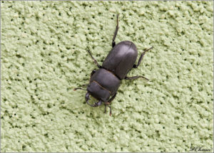 Lesser stag beetle (Dorcus parallelipipedus)