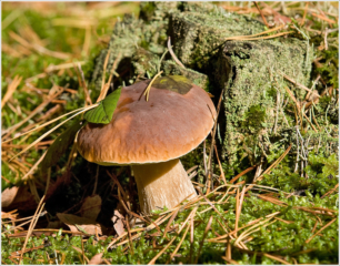 Boletus edulis