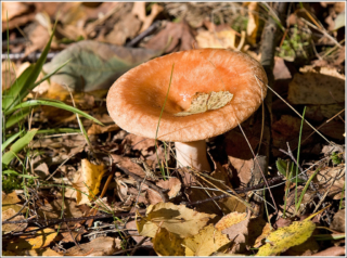 Woolly milkcap (Lactarius torminosus)