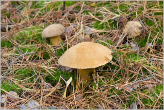 Velvet bolete (Suillus variegatus)