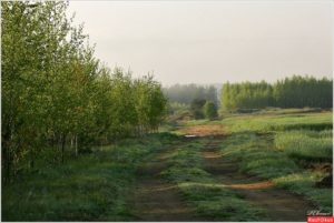 Zabahno forest in early morning
