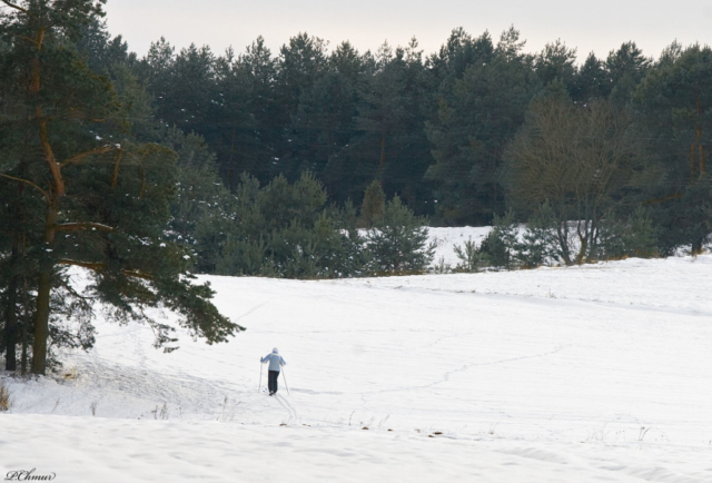 snow in the forest